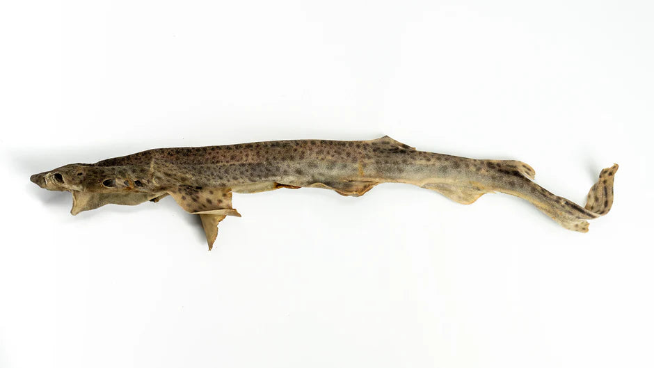 Whole Dogfish (Shark)