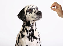 Load image into Gallery viewer, TurmerEase™ Pet Supplement

