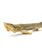Load image into Gallery viewer, Whole Dried Catshark - 1pc
