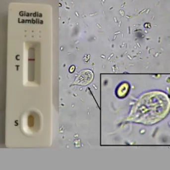 Feclab Dog & Cat Giardia Antigen Rapid Test