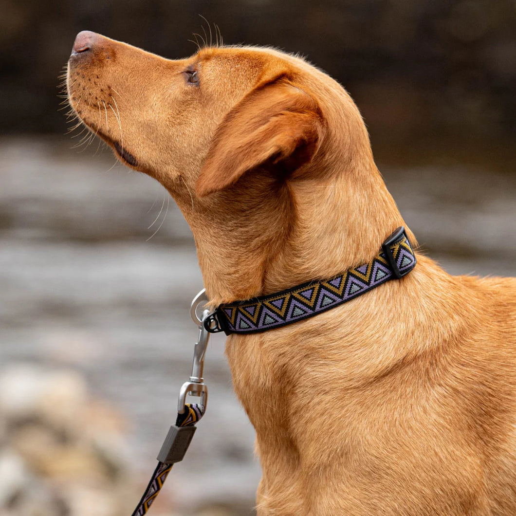 Go-Cee | Dog Collar | Erysimum