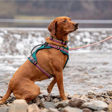 Load image into Gallery viewer, Go-Cee | Dog Lead | Lantana
