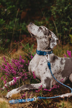 Load image into Gallery viewer, Horizon Rope Lead
