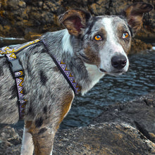 Load image into Gallery viewer, Go-Cee-Y | Dog Harness | Erysimum
