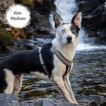 Load image into Gallery viewer, Go-Cee-Y | Dog Harness | Erysimum
