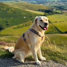 Load image into Gallery viewer, Go-Cee-Y | Dog Harness | Erysimum
