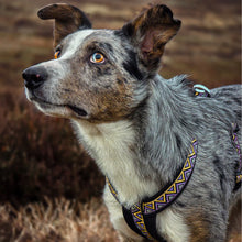 Load image into Gallery viewer, Go-Cee-Y | Dog Harness | Erysimum
