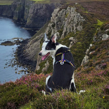 Load image into Gallery viewer, Go-Cee-Y | Dog Harness | Cosmos
