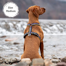 Load image into Gallery viewer, Go-Cee-Y | Dog Harness | Cosmos
