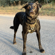 Load image into Gallery viewer, GO-B-BOLD™ | Dog Harness | Fern
