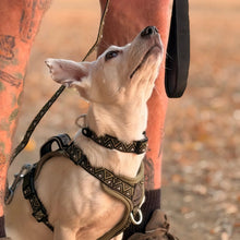 Load image into Gallery viewer, GO-B-BOLD™ | Dog Harness | Fern

