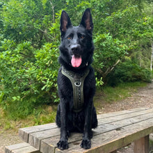 Load image into Gallery viewer, GO-B-BOLD™ | Dog Harness | Fern
