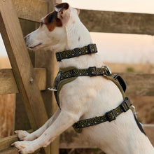 Load image into Gallery viewer, GO-B-BOLD™ | Dog Harness | Fern
