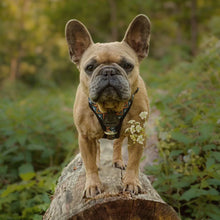 Load image into Gallery viewer, GO-B-BOLD | Dog Harness | Hollyhock
