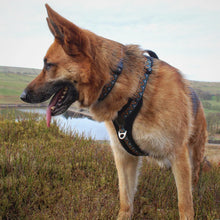 Load image into Gallery viewer, GO-B-BOLD | Dog Harness | Hollyhock
