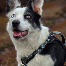Load image into Gallery viewer, GO-B-BOLD | Dog Harness | Hollyhock

