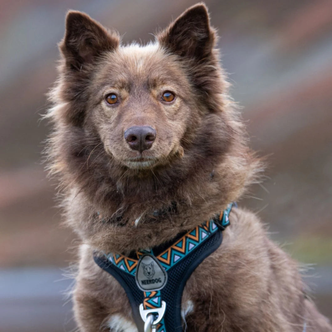 GO-B-BOLD | Dog Harness | Hollyhock