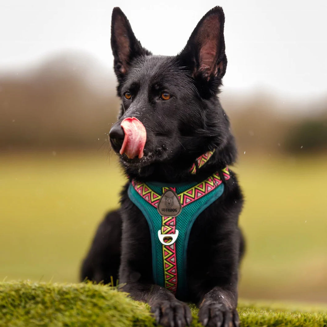GO-B-BOLD | Dog Harness | Lantana