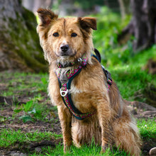 Load image into Gallery viewer, GO-B-BOLD | Dog Harness | Lantana
