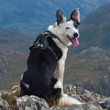 Load image into Gallery viewer, GO-B-BOLD™ | Dog Harness | Fern
