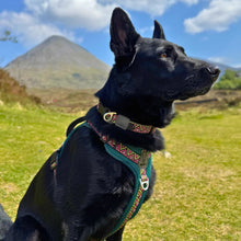 Load image into Gallery viewer, GO-B-BOLD | Dog Harness | Lantana
