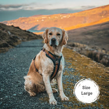 Load image into Gallery viewer, GO-B-BOLD | Dog Harness | Lantana
