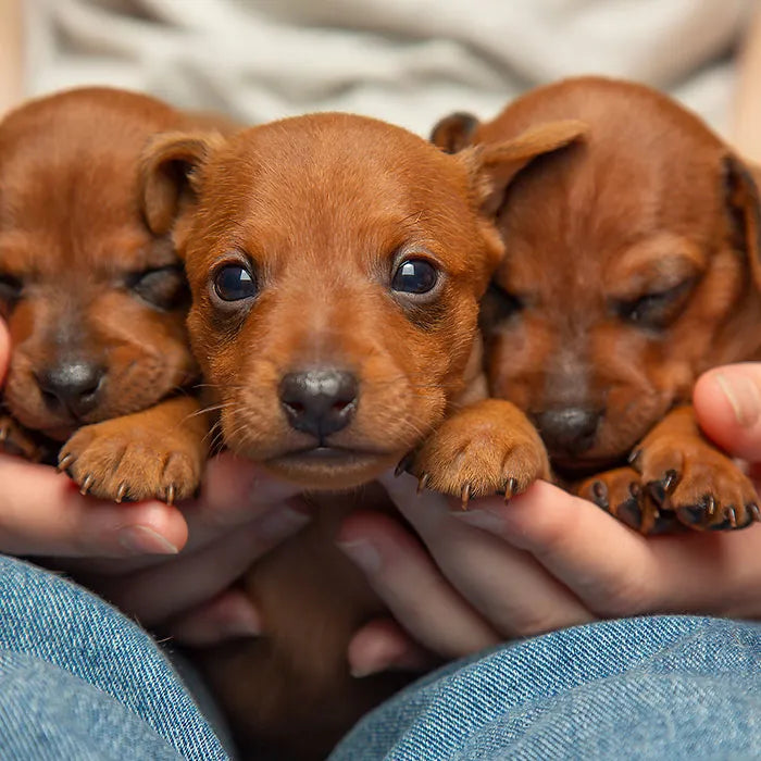 Puppy Worm Kit / Pooled Puppy Litter Kit