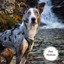 Load image into Gallery viewer, GO-B-BOLD | Dog Harness | Hollyhock
