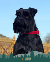 Load image into Gallery viewer, Tidal Waterproof Collar
