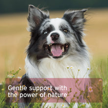 Load image into Gallery viewer, Hormone Balance 80g - For Female Dogs
