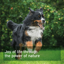 Load image into Gallery viewer, AniForte® WermiX Capsules for Dogs - 50 Capsules
