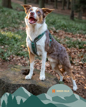 Load image into Gallery viewer, Apex® Harness
