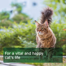 Load image into Gallery viewer, Feline Complete - Raw Cat Food Supplement 100g
