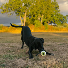 Load image into Gallery viewer, Eye-m watching you, Eco Dog Toy
