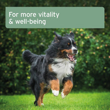 Load image into Gallery viewer, AniForte® Salmon Oil - For Dogs, Cats and Horses
