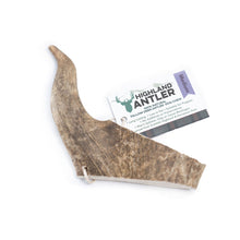 Load image into Gallery viewer, Highland Fallow Deer Antler
