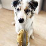 Load image into Gallery viewer, The Original Poochbutter - Peanut Butter for Dogs
